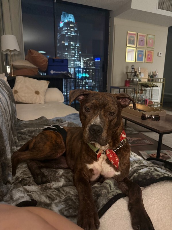 View Python the Dog Photo #12