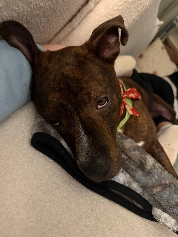 View Python the Dog Photo #5