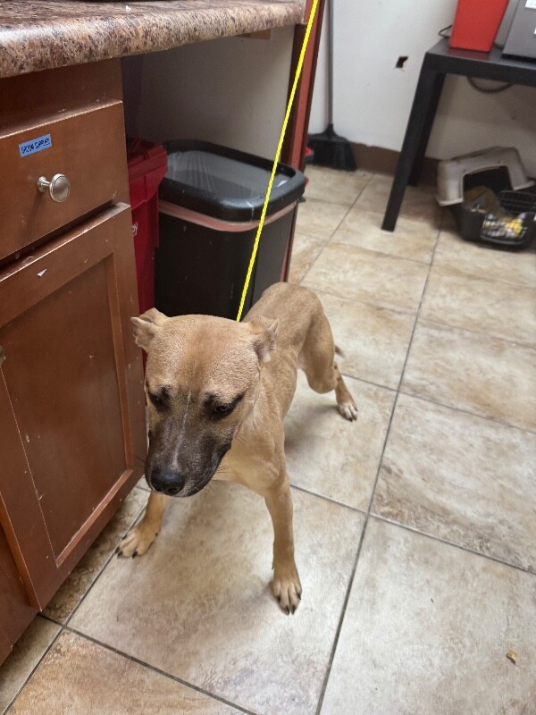 View Garter the Dog Photo #3