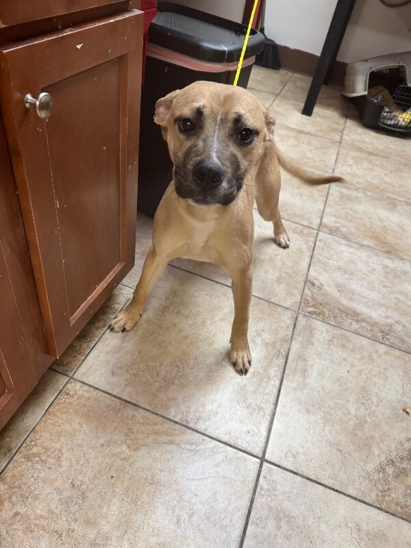 View Garter the Dog Photo #2