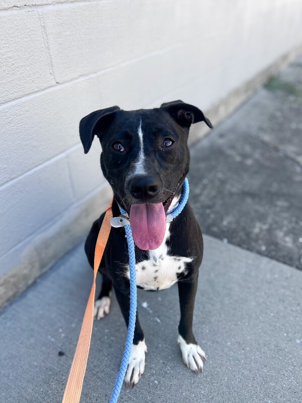 Learn More About Peyton Peyton - Dog