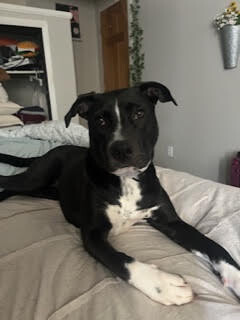 View Peyton the Dog Photo #3
