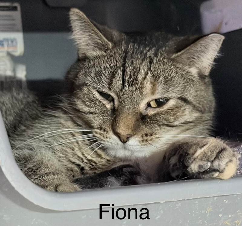 fiona