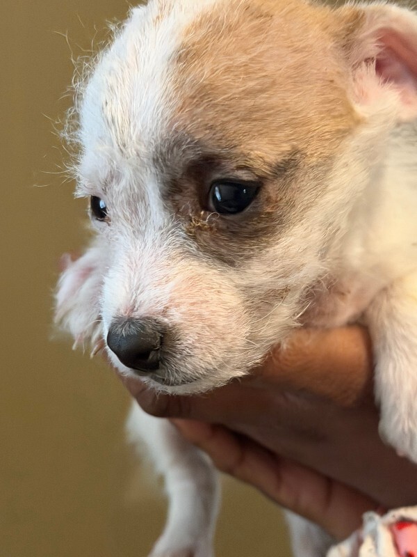 View XoXo the Dog Photo #2