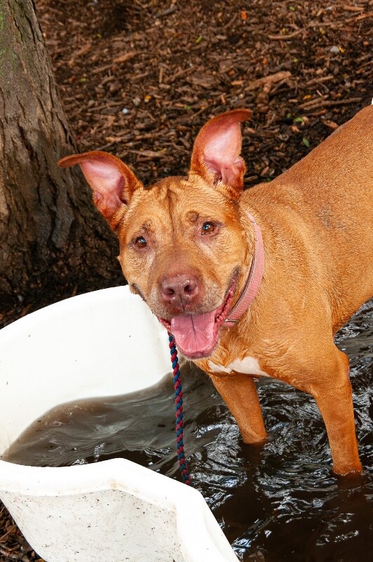 Learn More About Hutchin Hutchin - Dog