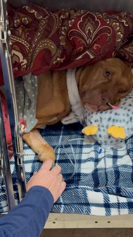 View Hutchin the Dog Photo #5