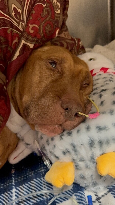 View Hutchin the Dog Photo #3