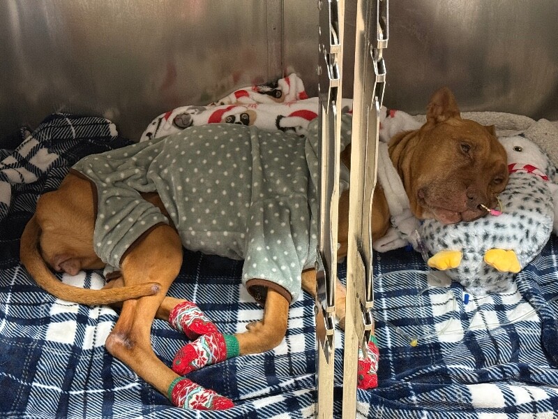 View Hutchin the Dog Photo #4