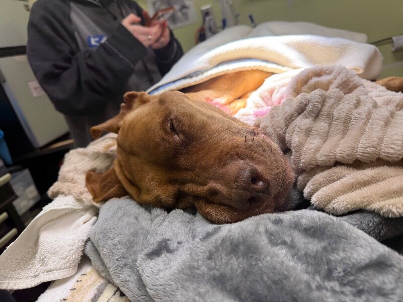 View Hutchin the Dog Photo #2