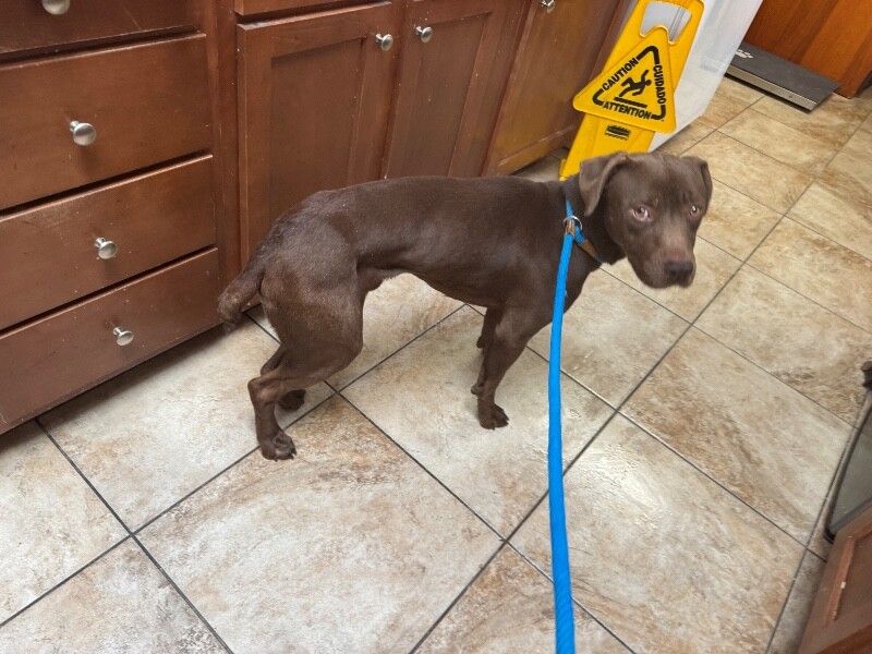 View Gordie the Dog Photo #3