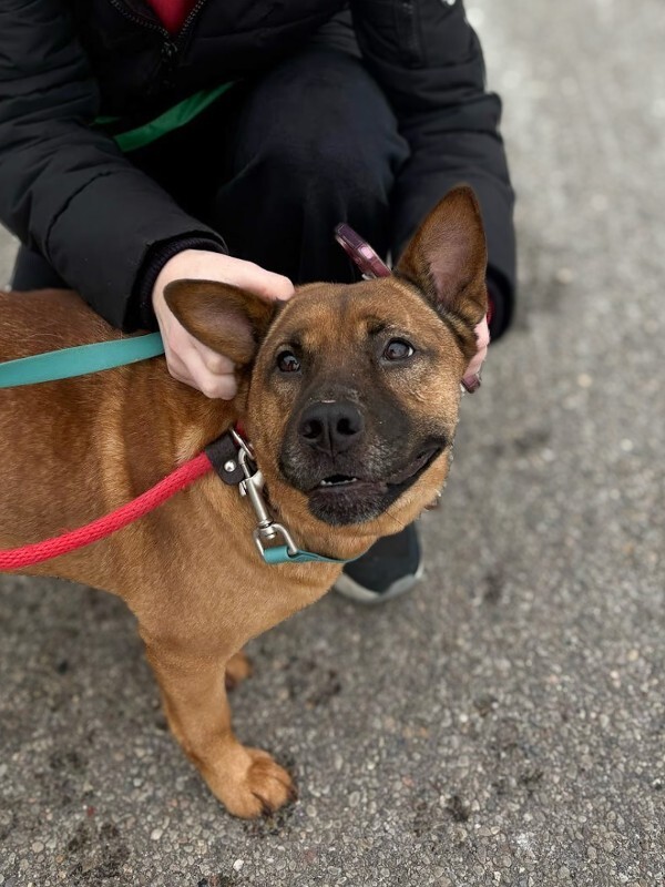 View Rella the Dog Photo #2