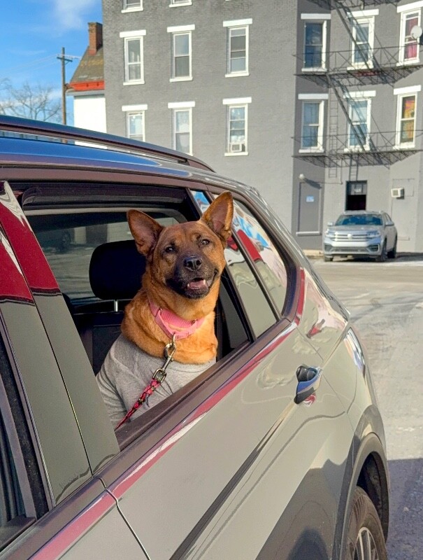 View Rella the Dog Photo #8