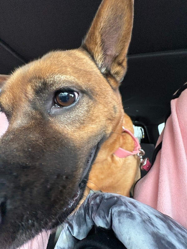 View Rella the Dog Photo #11