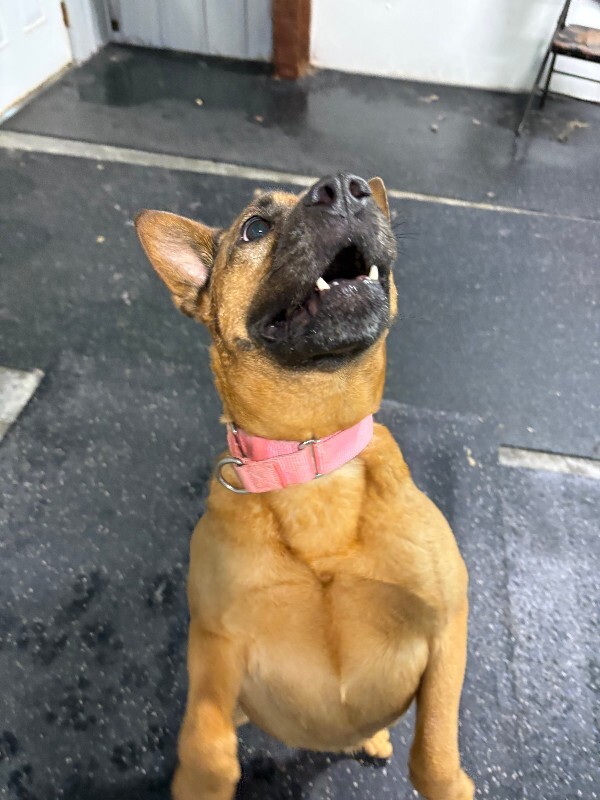 View Rella the Dog Photo #12