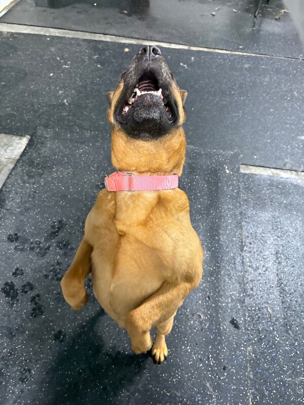 View Rella the Dog Photo #14