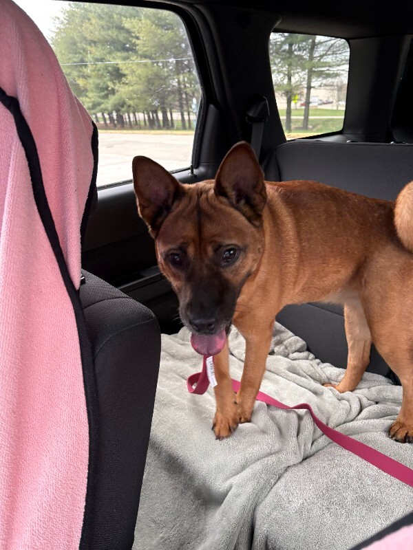 View Rella the Dog Photo #13