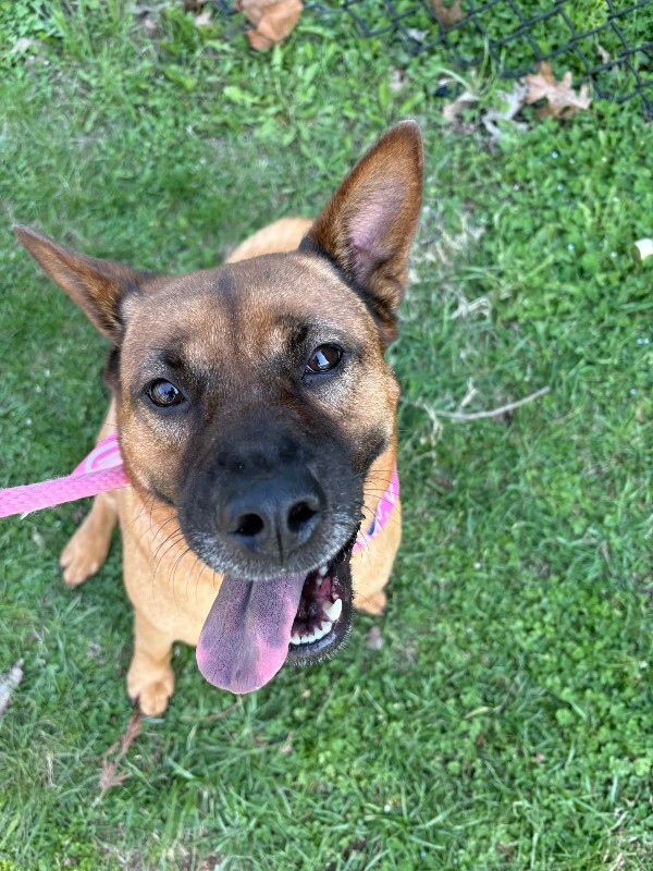 View Rella the Dog Photo #15