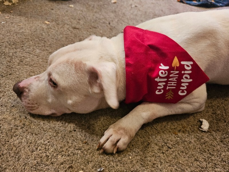 View Webkinz the Dog Photo #3