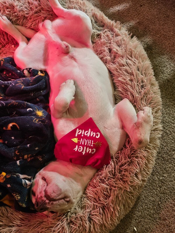 View Webkinz the Dog Photo #4