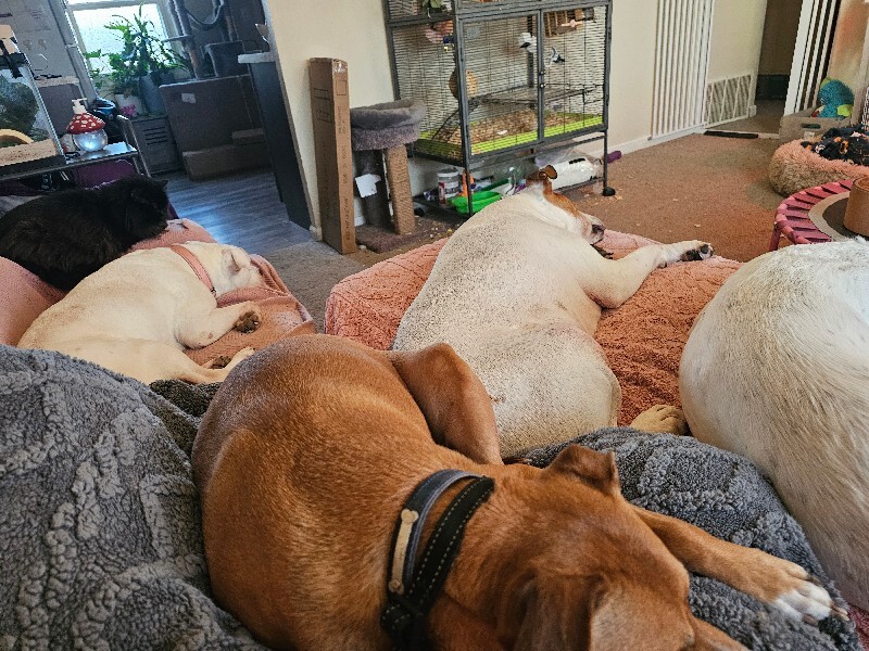 View Webkinz the Dog Photo #5