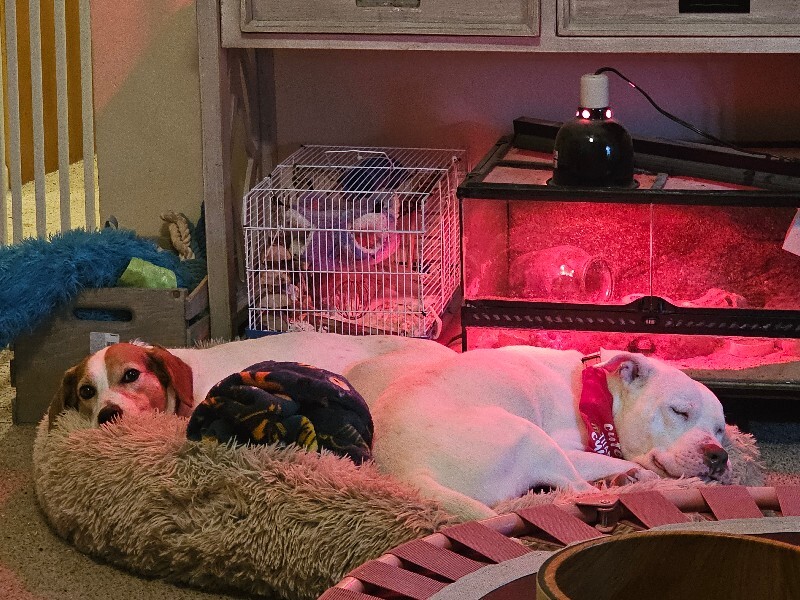 View Webkinz the Dog Photo #2