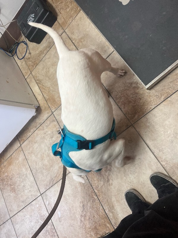 View Webkinz the Dog Photo #2