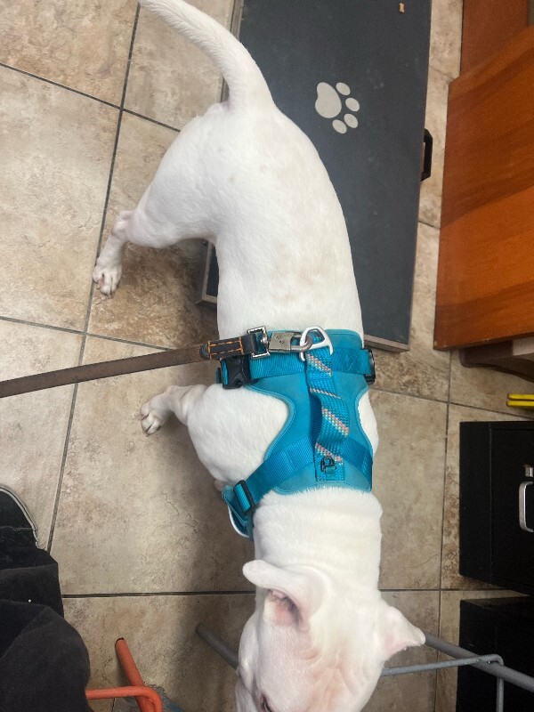 View Webkinz the Dog Photo #4