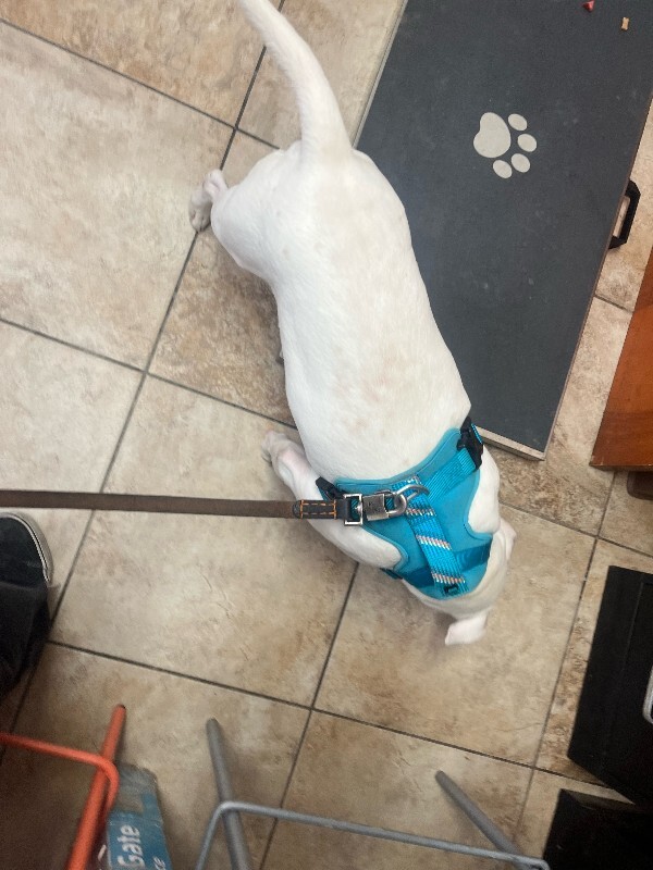 View Webkinz the Dog Photo #3