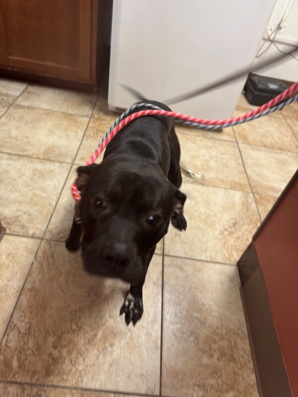 View Dally the Dog Photo #2