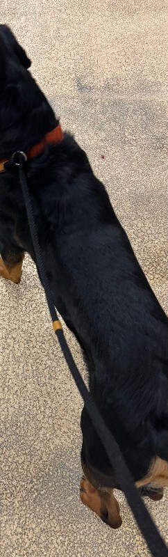 View Margot the Dog Photo #3