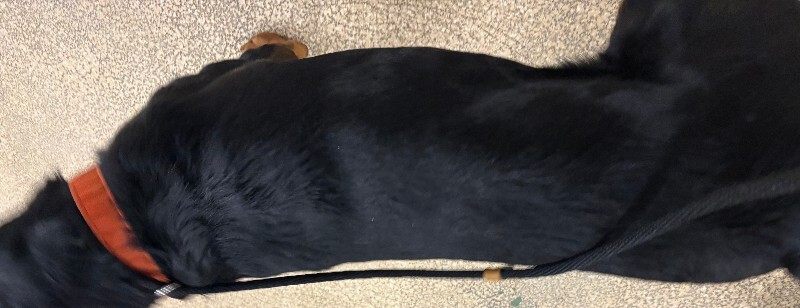 View Margot the Dog Photo #2