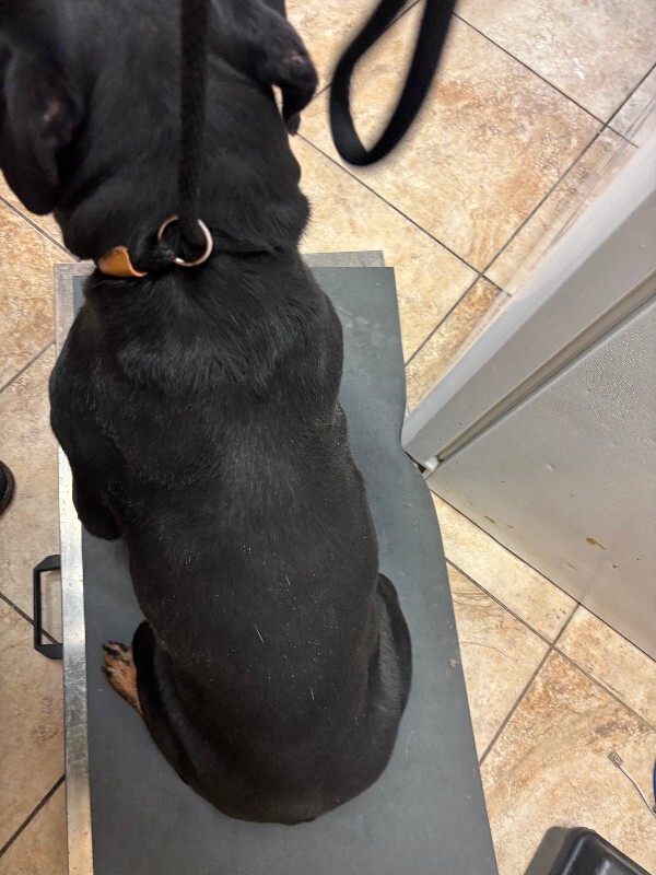 View Rimin the Dog Photo #4