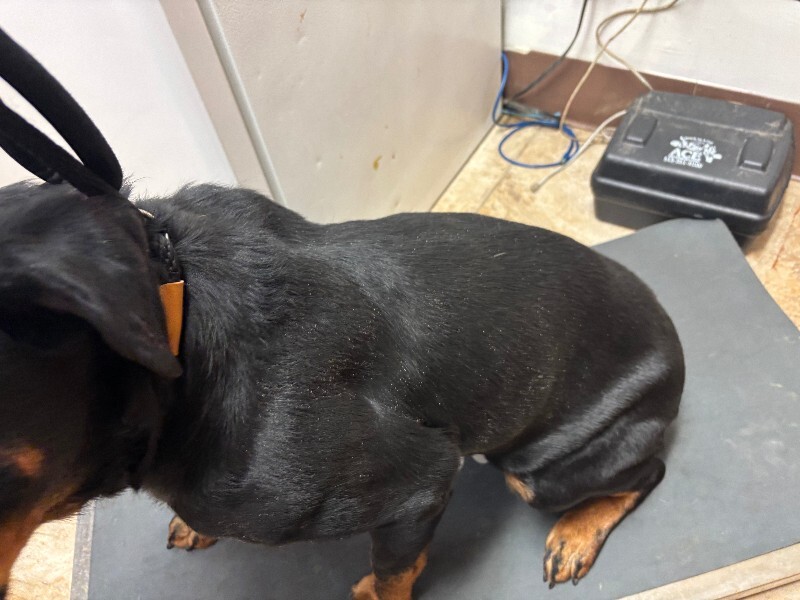 View Rimin the Dog Photo #2