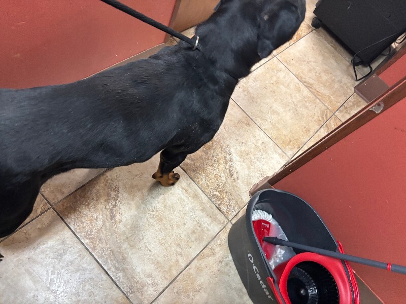 View Rimin the Dog Photo #3