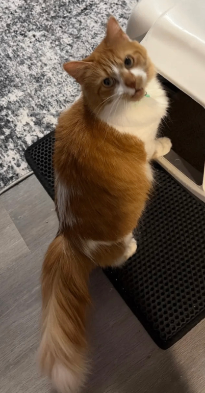 Screenshot 2026 02 02 112746