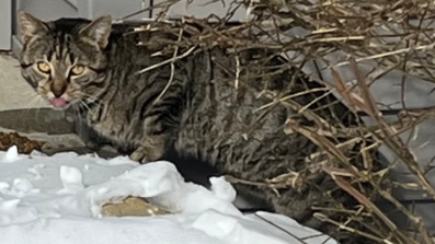 Screenshot 2026 02 02 115430