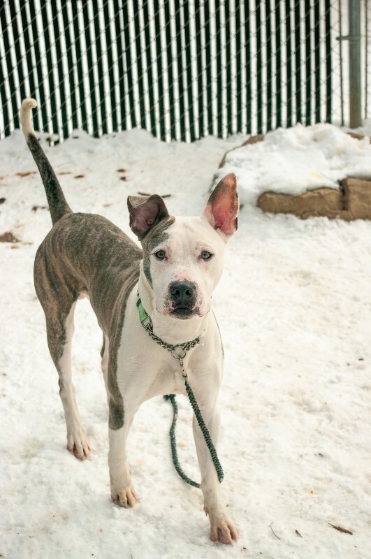 View Big Papa the Dog Photo #2