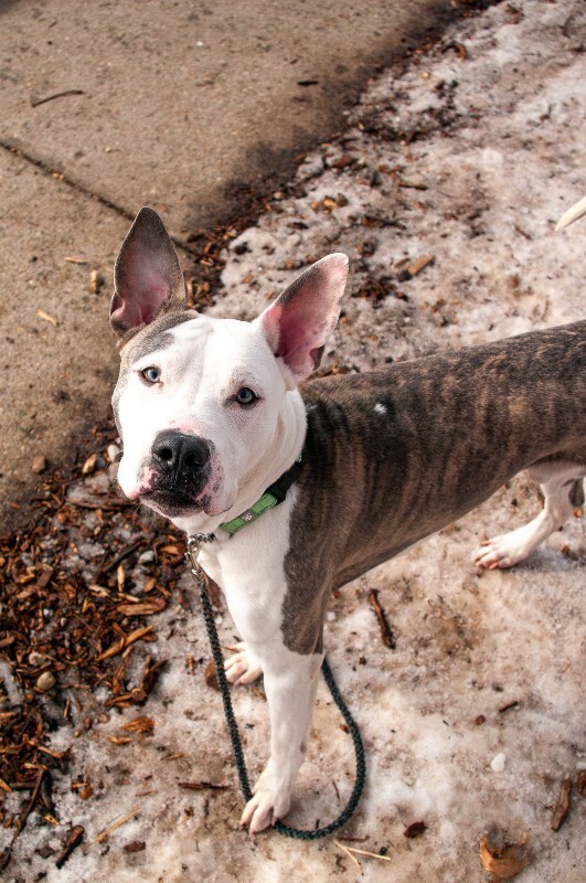 View Big Papa the Dog Photo #3