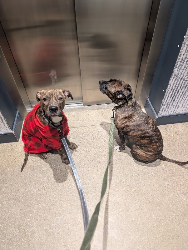 View Brittle the Dog Photo #6