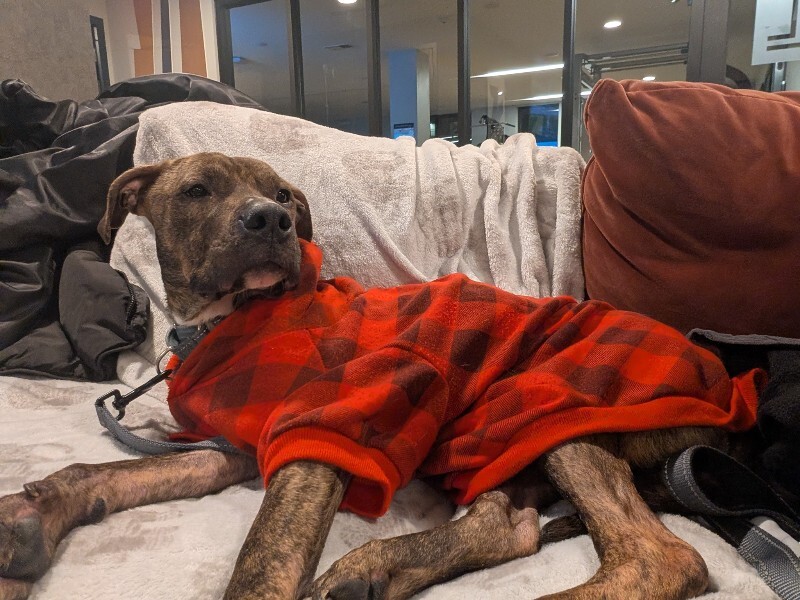 View Brittle the Dog Photo #8