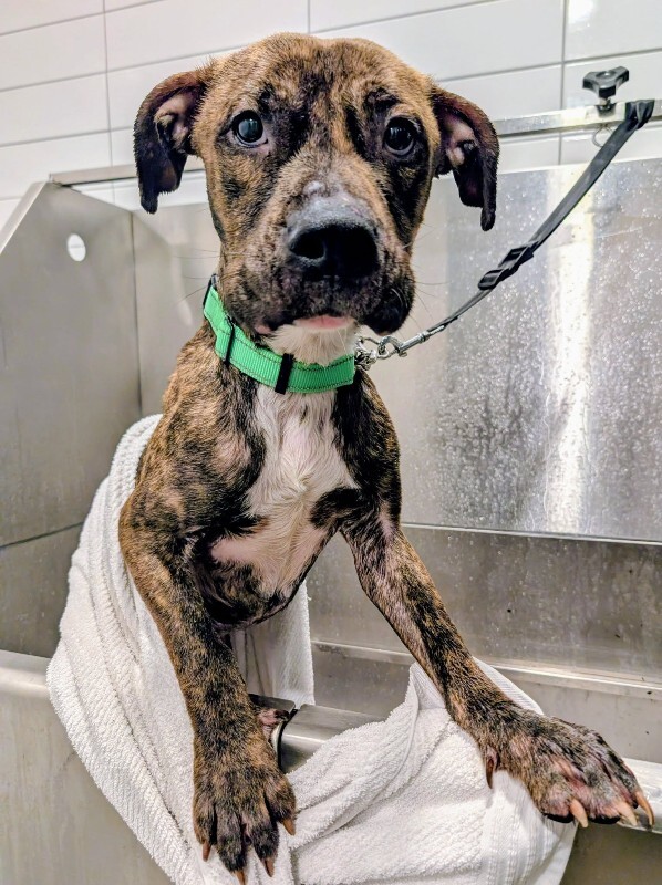 View Brittle the Dog Photo #7