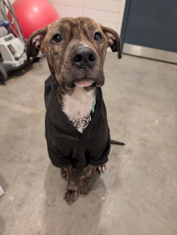 View Brittle the Dog Photo #5