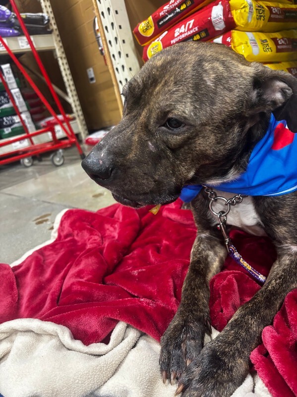 View Brittle the Dog Photo #4