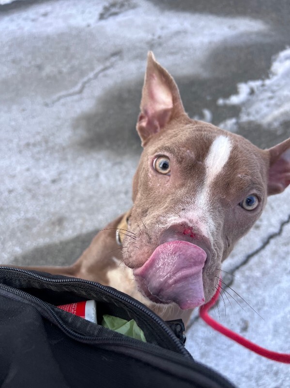 View Reddy the Dog Photo #2