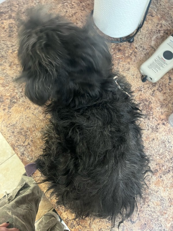 View Roka the Dog Photo #2