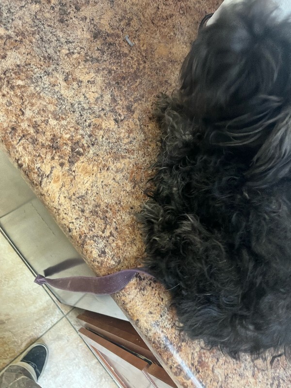 View Roka the Dog Photo #5