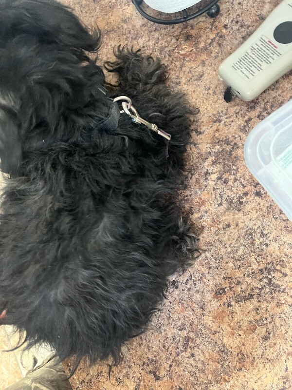 View Roka the Dog Photo #4