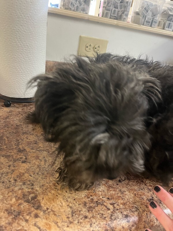 View Roka the Dog Photo #3