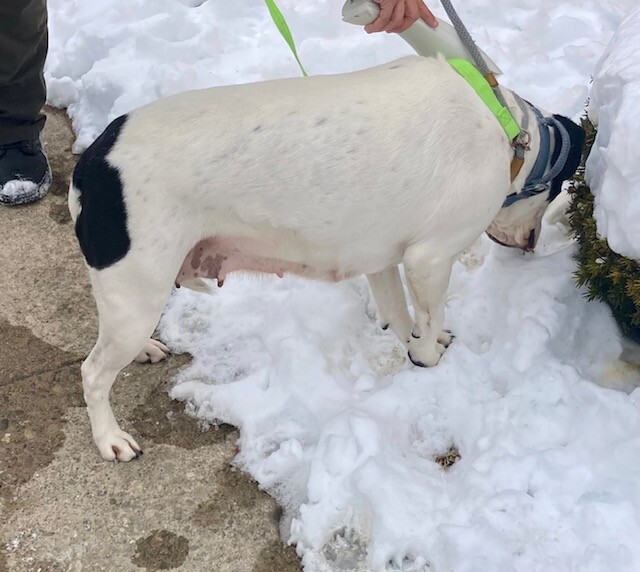 View Smudge the Dog Photo #4