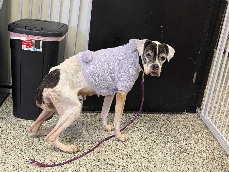 View Isla the Dog Photo #2